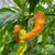 Bhut Jolokia Peach WM - Seeds - Bohica Pepper Hut 