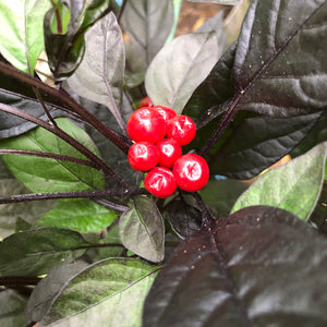 Black Pearl - Seeds - Bohica Pepper Hut 