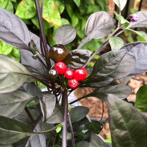 Black Pearl - Seeds - Bohica Pepper Hut 