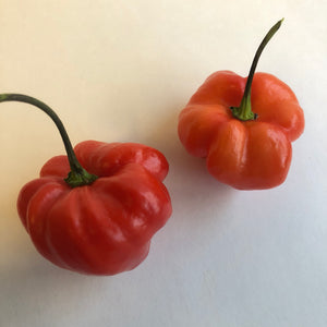 Habanero Caribbean Red - Seeds - Bohica Pepper Hut 