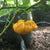 Foodarama Scotch Bonnet Yellow  - Seeds - Bohica Pepper Hut 