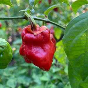 7 Pot Jonah x Congo Red - Seeds - Bohica Pepper Hut 
