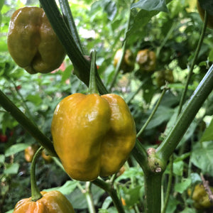 7 Pot Mustard - Seeds - Bohica Pepper Hut 