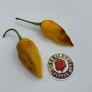 Pimenta Black Bhut - Seeds - Bohica Pepper Hut 