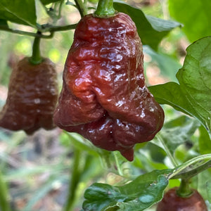 7 Pot Lava Chocolate - Seeds - Bohica Pepper Hut 