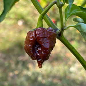 CPR Hot Pepper - (Chocolate Primo Reaper) - Seeds