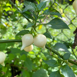 Biquinho White - Seeds - Bohica Pepper Hut 