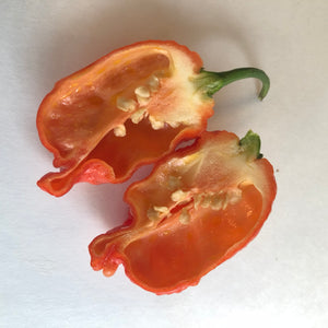 7 Pot Barrackpore - Seeds - Bohica Pepper Hut 