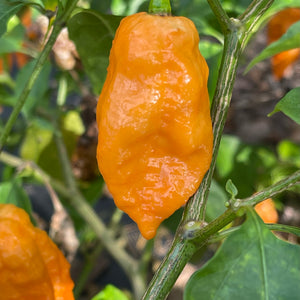 Bhut Jolokia Orange Cream - Seeds - Bohica Pepper Hut 