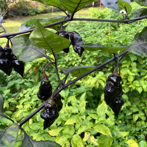 Black Bastard - Seeds - Bohica Pepper Hut 
