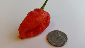 7 Pot Bhutlah Bubblegum Red - Seeds - Bohica Pepper Hut 