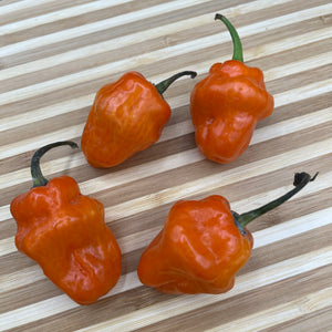 Habanero Orange - Seeds - Bohica Pepper Hut 