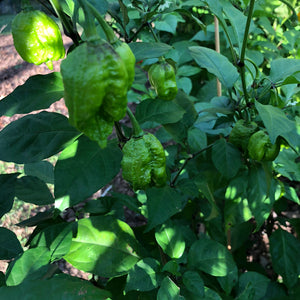 Fresh Carolina Reaper Peppers (Green/Unripe) - Bohica Pepper Hut 