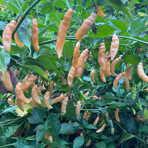 Lightning Habanero Peach - Seeds - Bohica Pepper Hut 