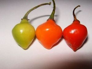 Trinidad Cherry - Seeds - Bohica Pepper Hut 