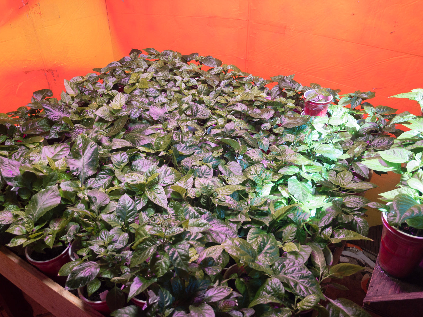 Bohica Pepper Hut - Grow Update 3/12/2018