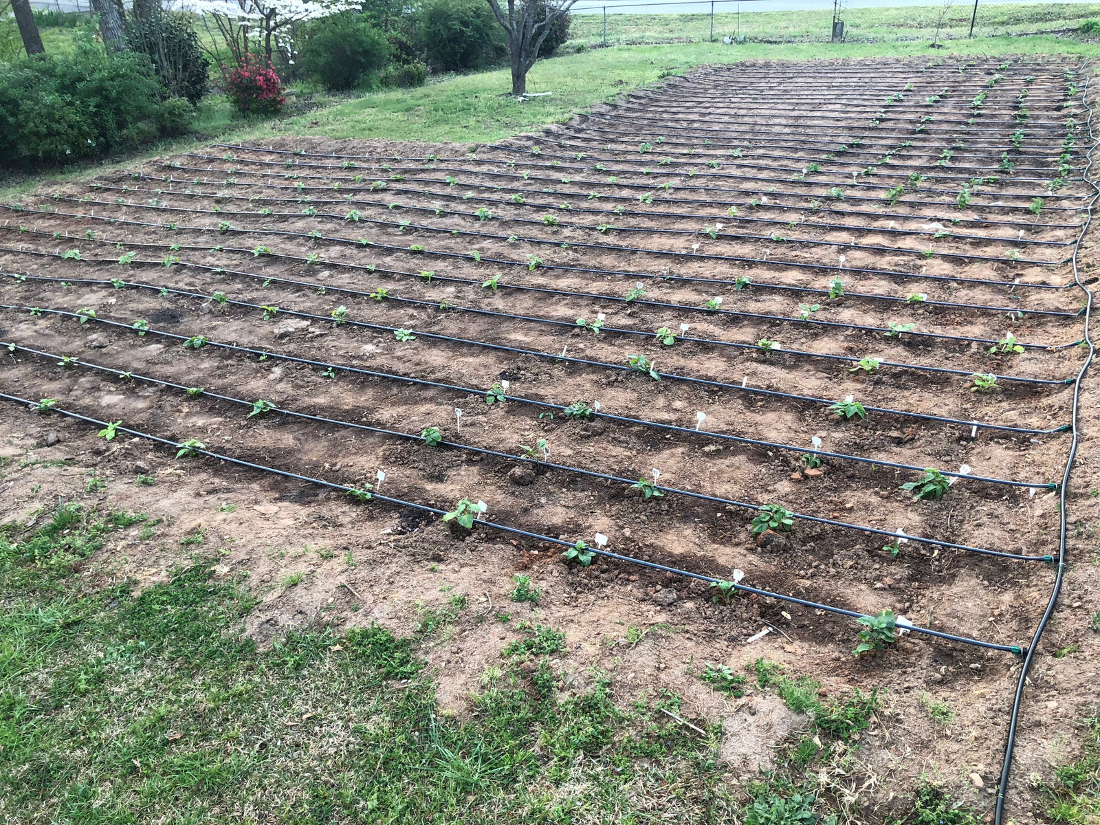 4/4/2018 - Busy Week of Planting!