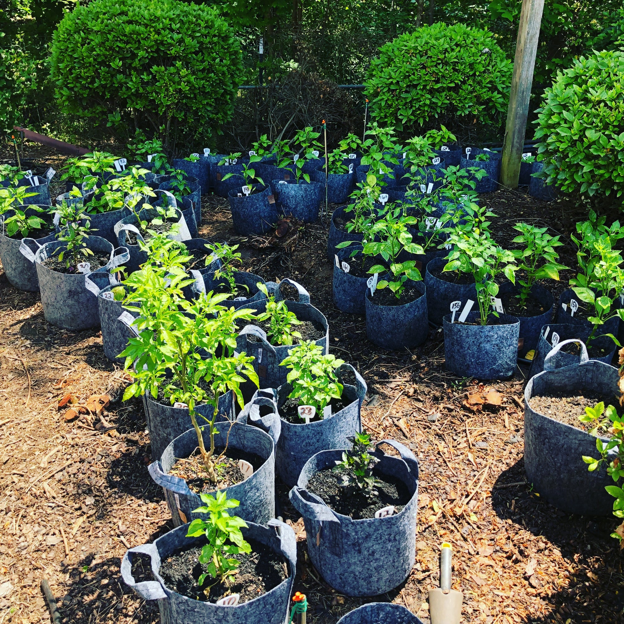 Updated List of Pepper Plants for 2018