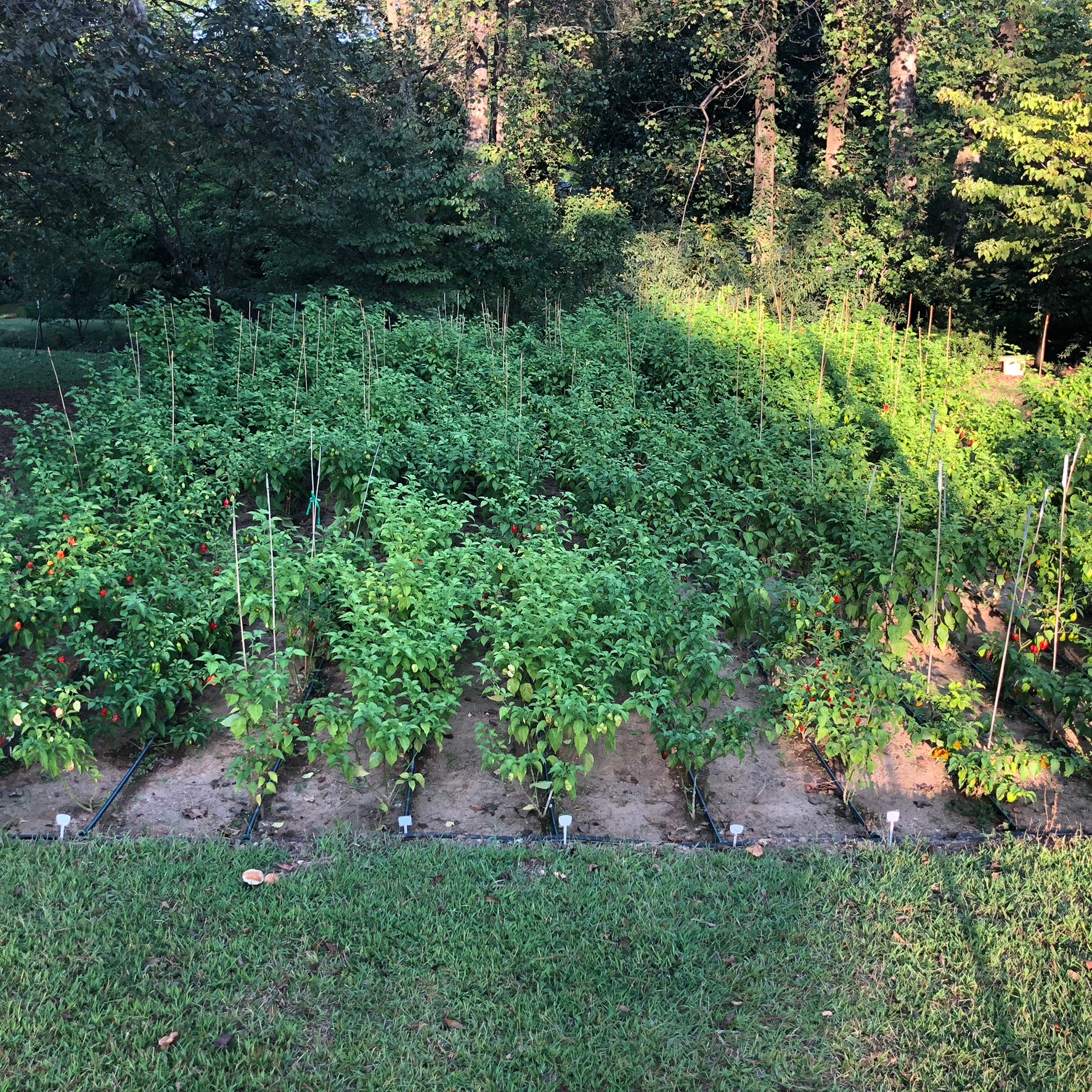 10/12/2018 – Pepper Farm Update – Fresh Peppers are in their prime, but the season is nearing an end.