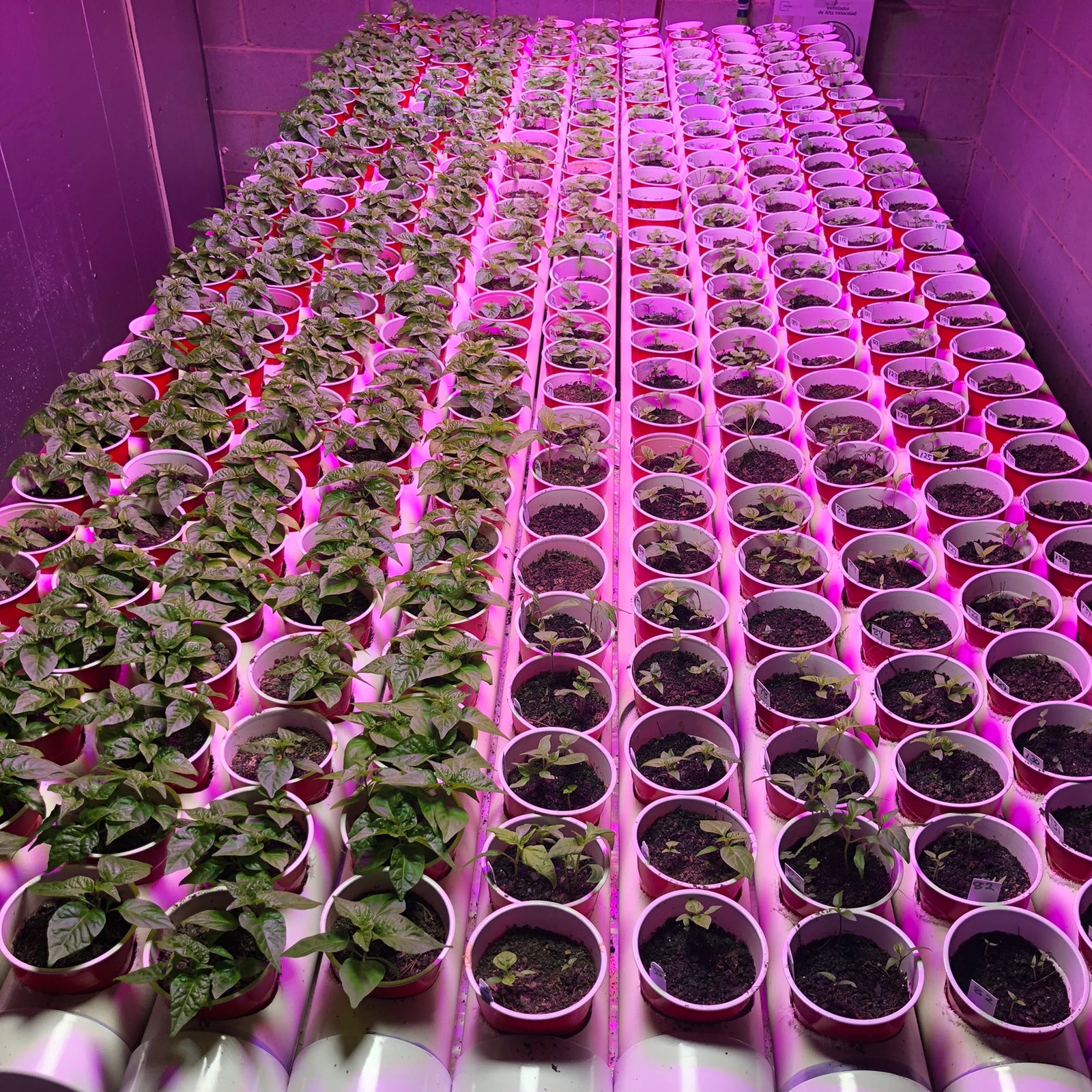 Bohica Pepper Hut - List of Peppers for 2019 Grow.