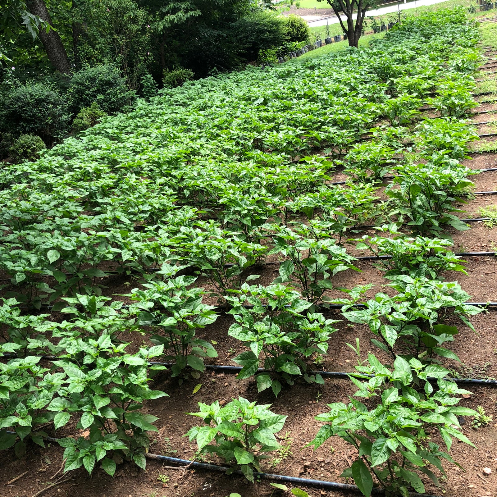 Fresh Pepper Update - Early July!!!!