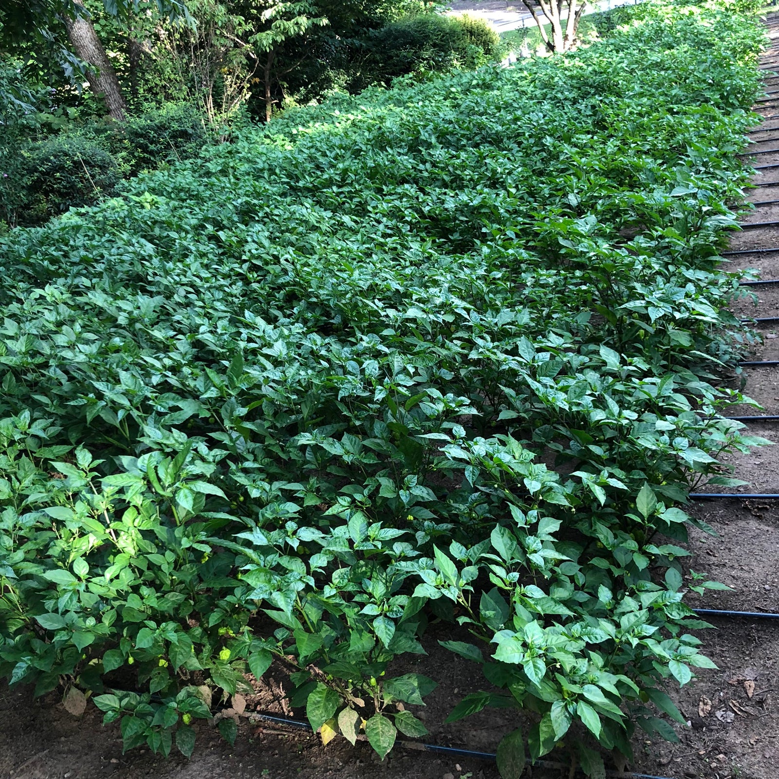 Bohica Pepper Hut - Grow Update & List of Peppers