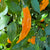 Yellow Pasilla Mixe Chili or Yellow Pasilla de Oaxaca - Seeds