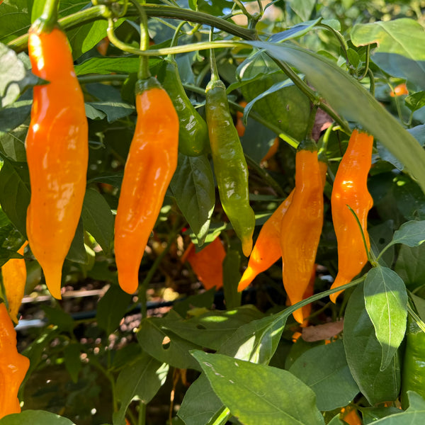 Yellow Pasilla Mixe Chili or Yellow Pasilla de Oaxaca - Seeds - Fresh ...