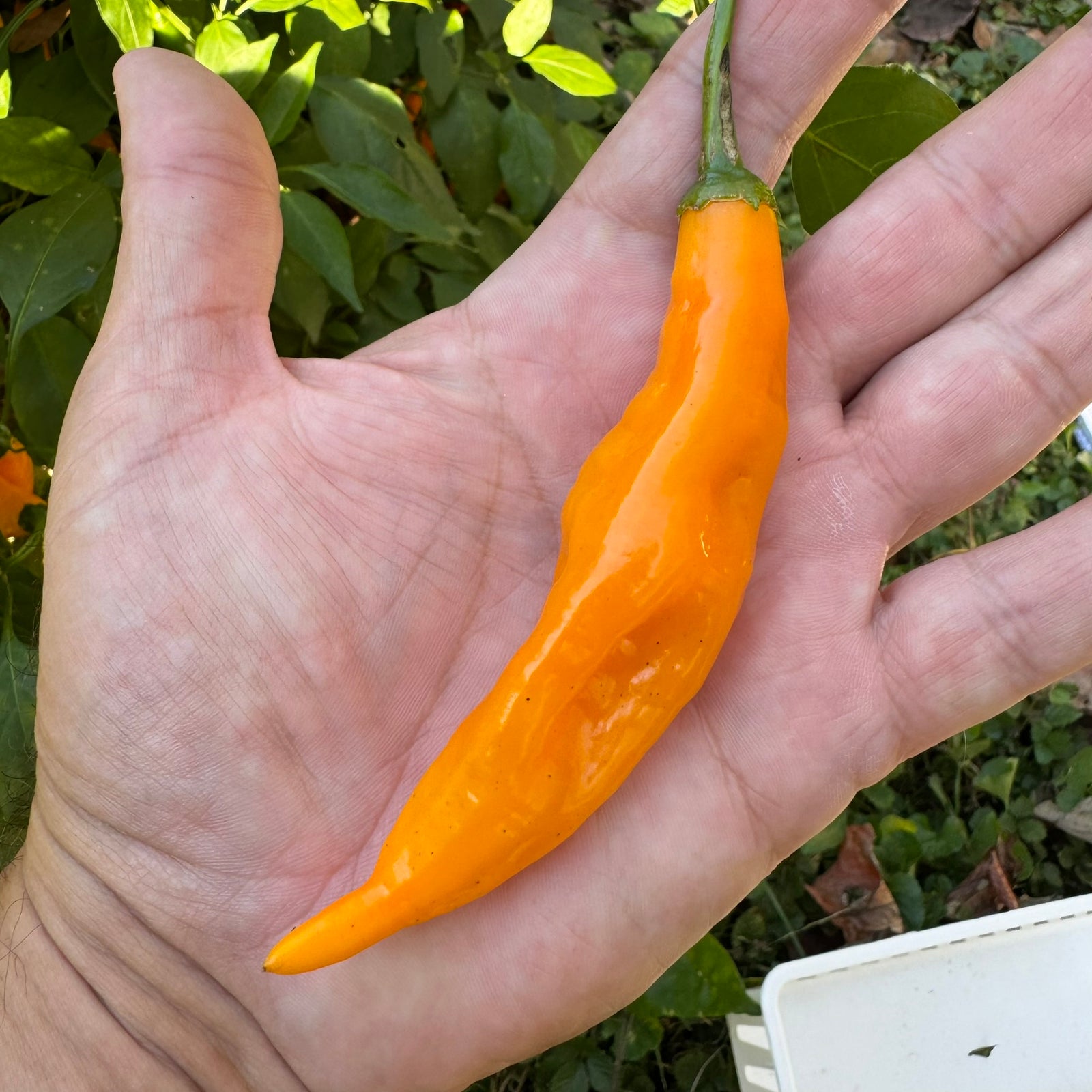 Yellow Pasilla Mixe Chili or Yellow Pasilla de Oaxaca - Seeds