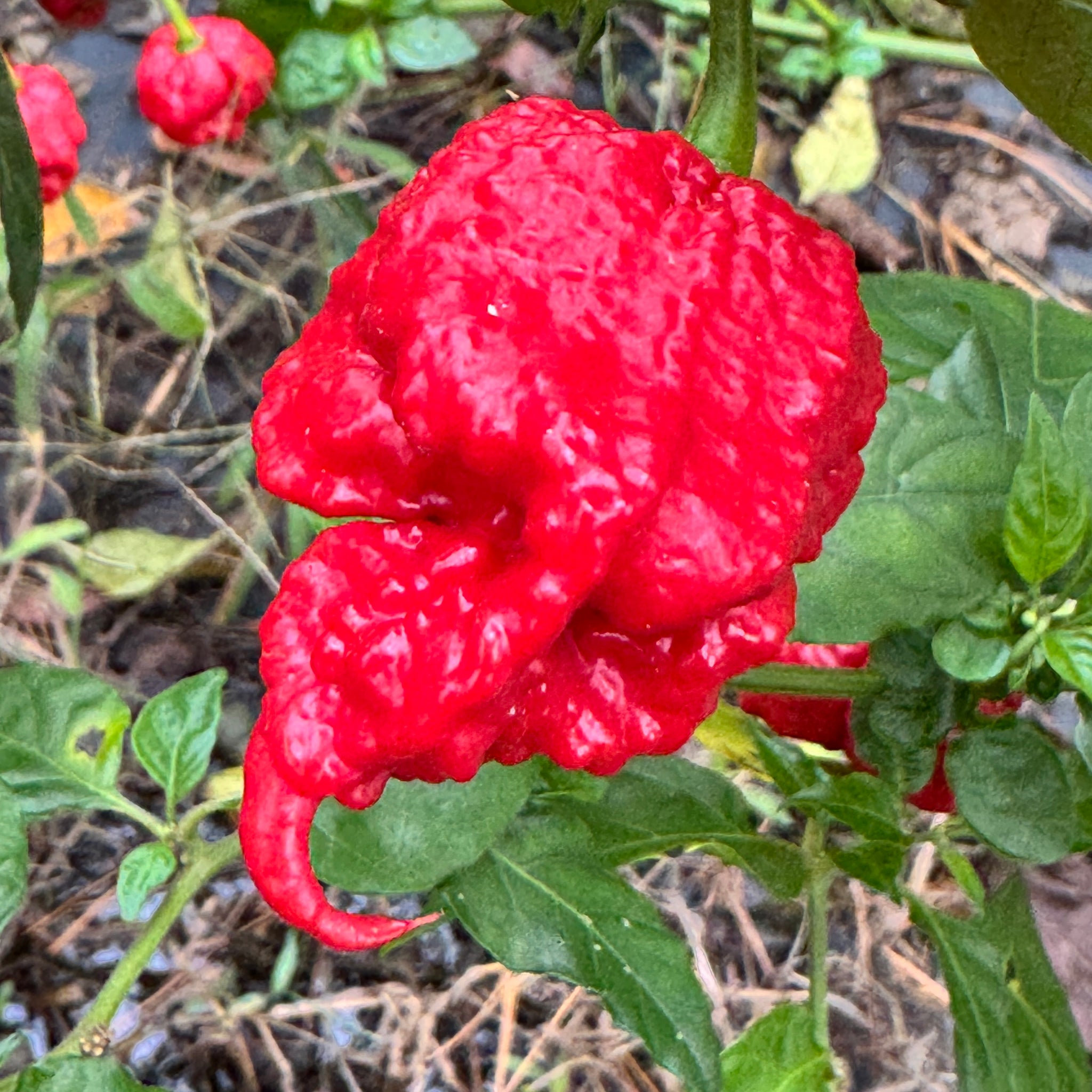 lucifer flower seeds Primo Lucifer XL