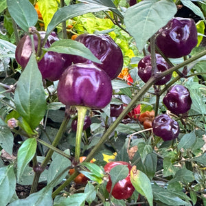 Purple Pumpkin  - Seeds