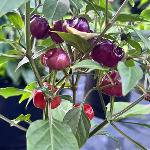 Purple Pumpkin  - Seeds