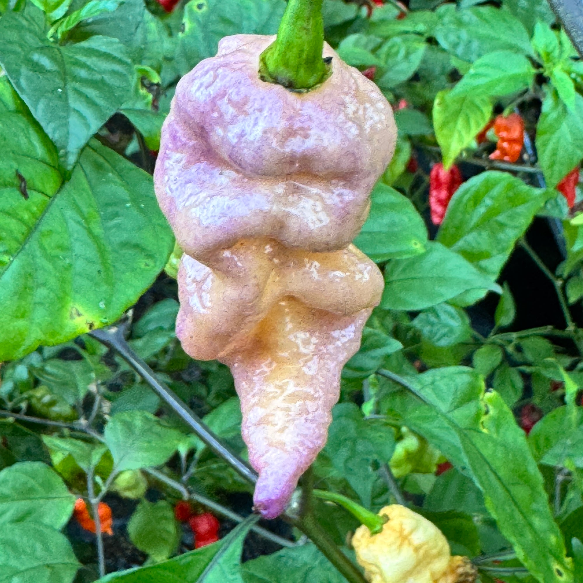 Reaper Sbagliato Purple Peach - Seeds