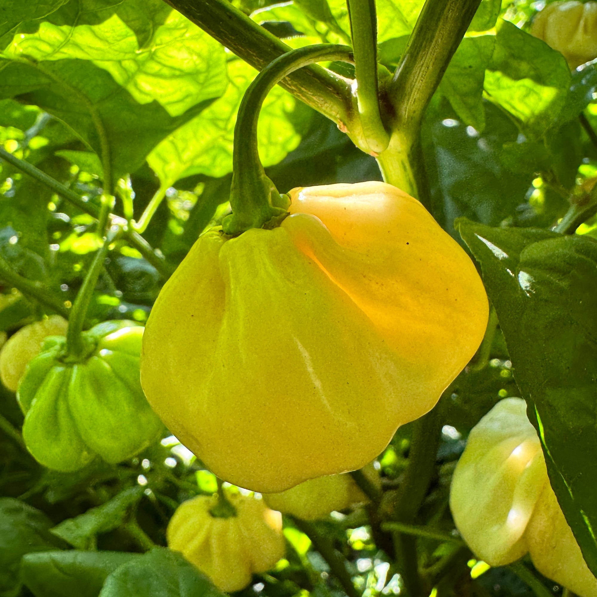 Scotch Bonnet Cream - Seeds