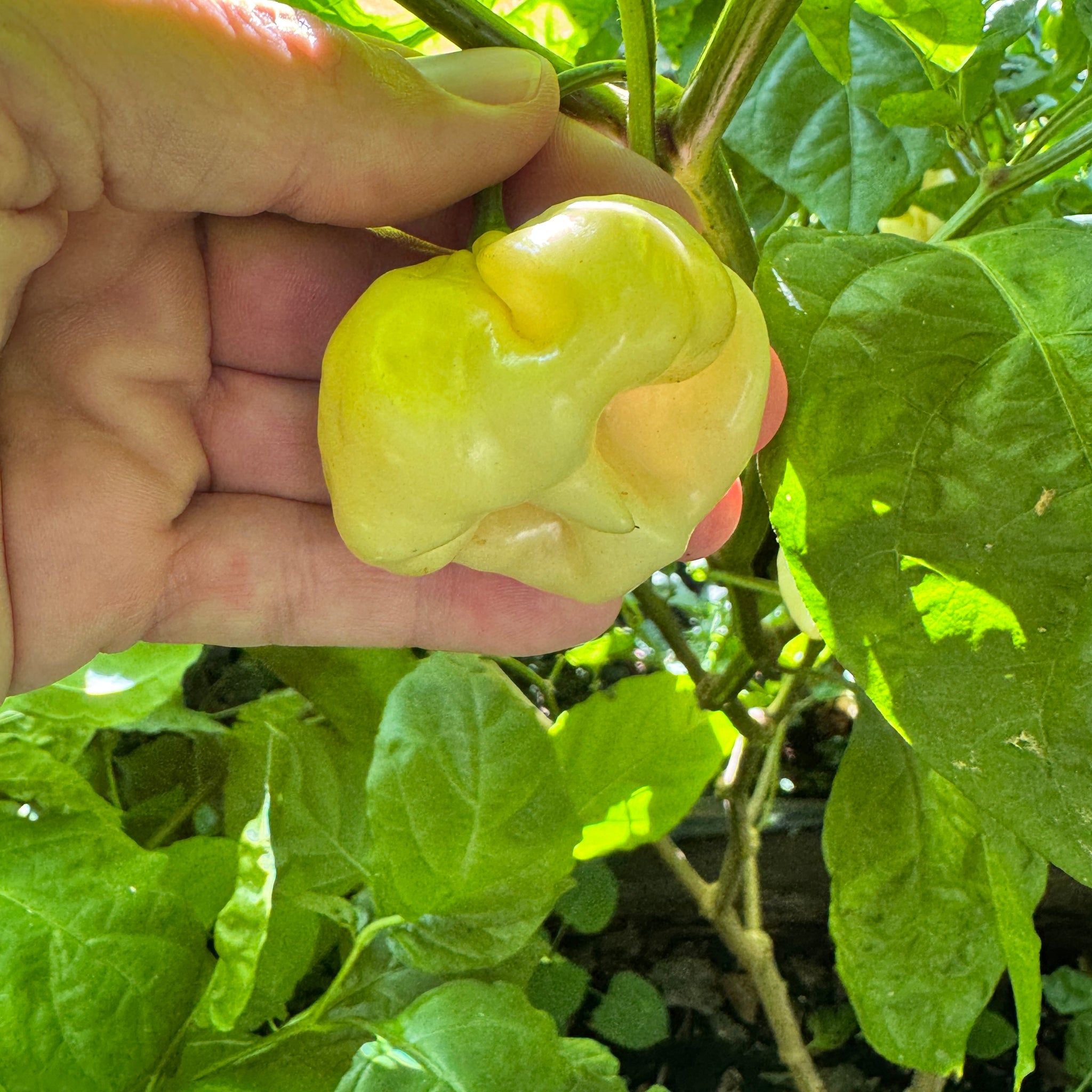 plant scotch bonnet pepper seeds Scotch Bonnet Cream