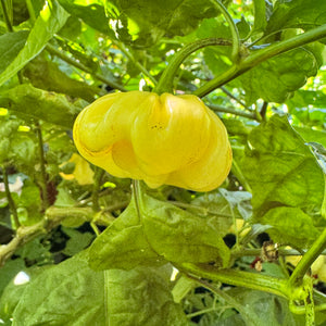 Scotch Bonnet Cream - Seeds