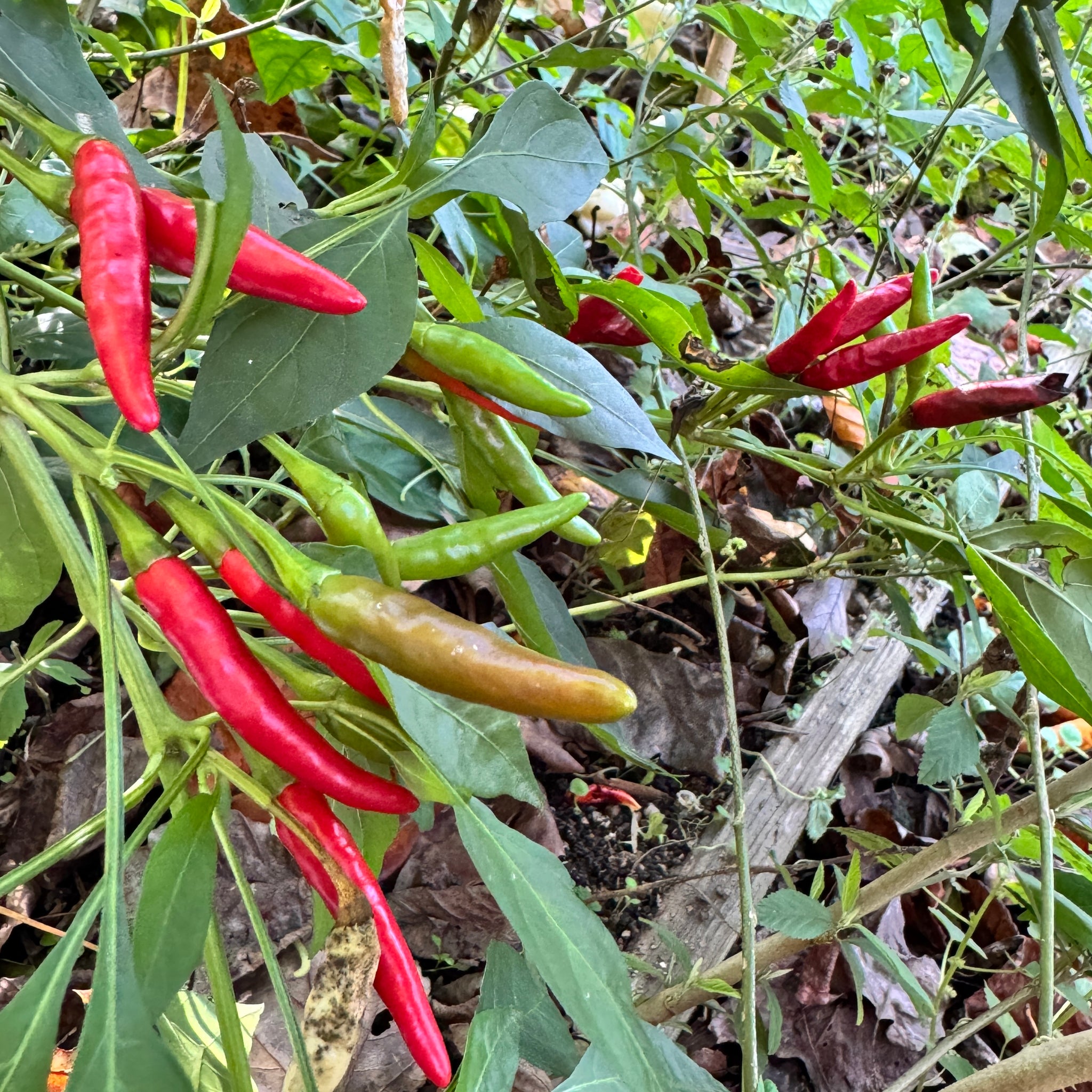 thai chili seeds plant Thai Dragon
