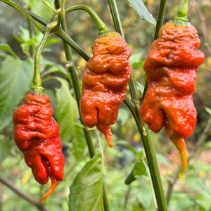 Tiberius Mauler Caramel - Seeds