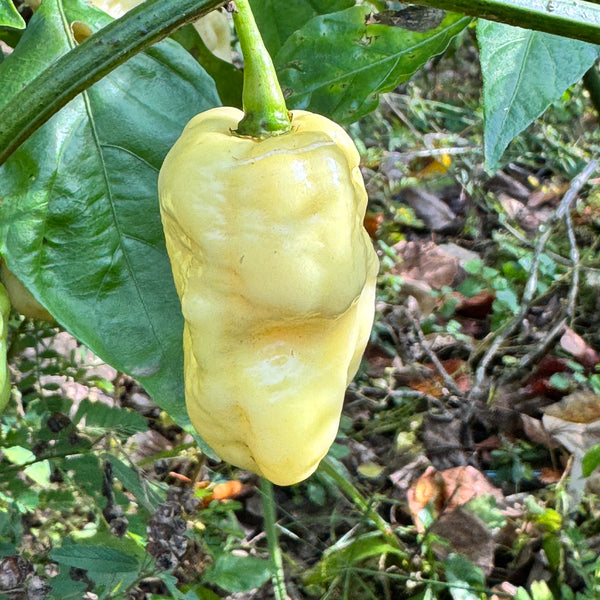 Whynot Pepper WhyNot - Seeds