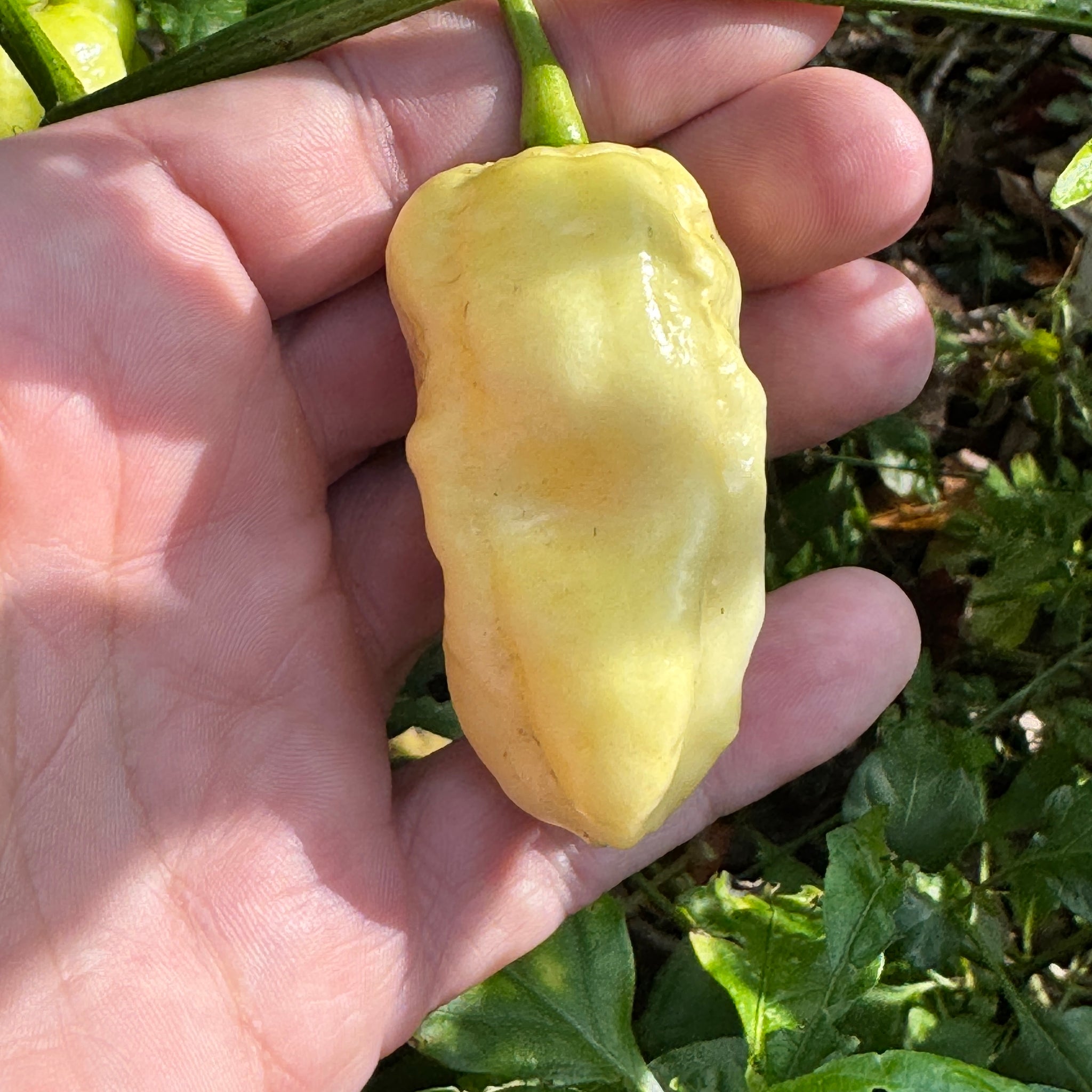 Whynot Pepper WhyNot - Seeds
