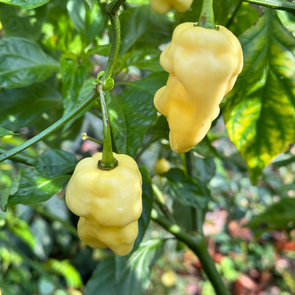 Whynot Pepper WhyNot - Seeds