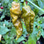 Bhut Jolokia Solid Gold - Seeds