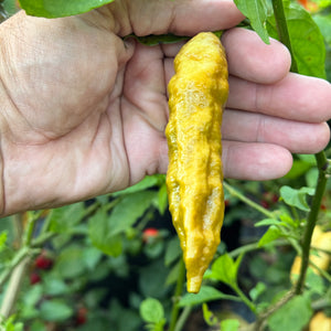 Bhut Jolokia Solid Gold - Seeds