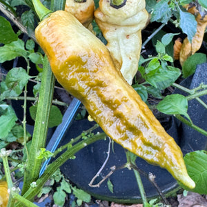 Bhut Jolokia Solid Gold - Seeds