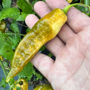 Bhut Jolokia Solid Gold - Seeds