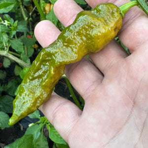 Bhut Jolokia Solid Gold - Seeds