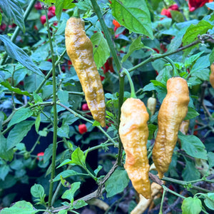 Bhut Jolokia Solid Gold - Seeds