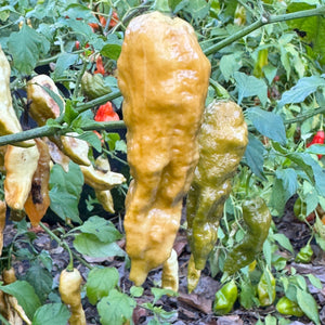 Bhut Jolokia Solid Gold - Seeds