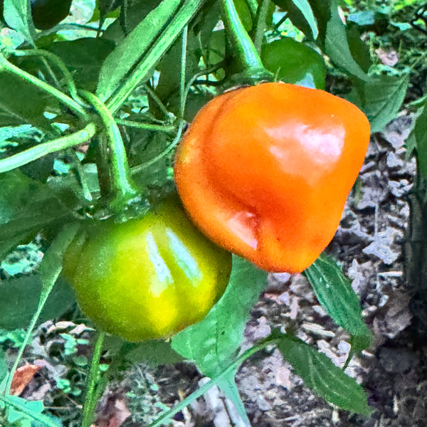 Peruvian Aji Orange Pepper Seeds – 15 Organic Seeds Grown In Florida (Rare)