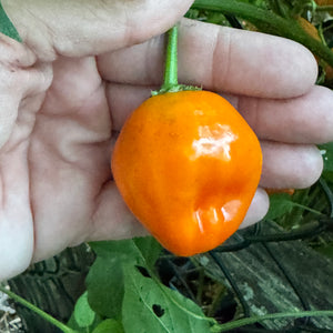 Aji Dulce Orange - Seeds